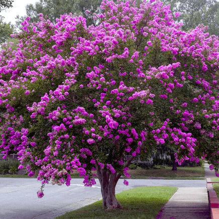 Shop Twilight Crepe Myrtle Shrub online at TN Nursery 