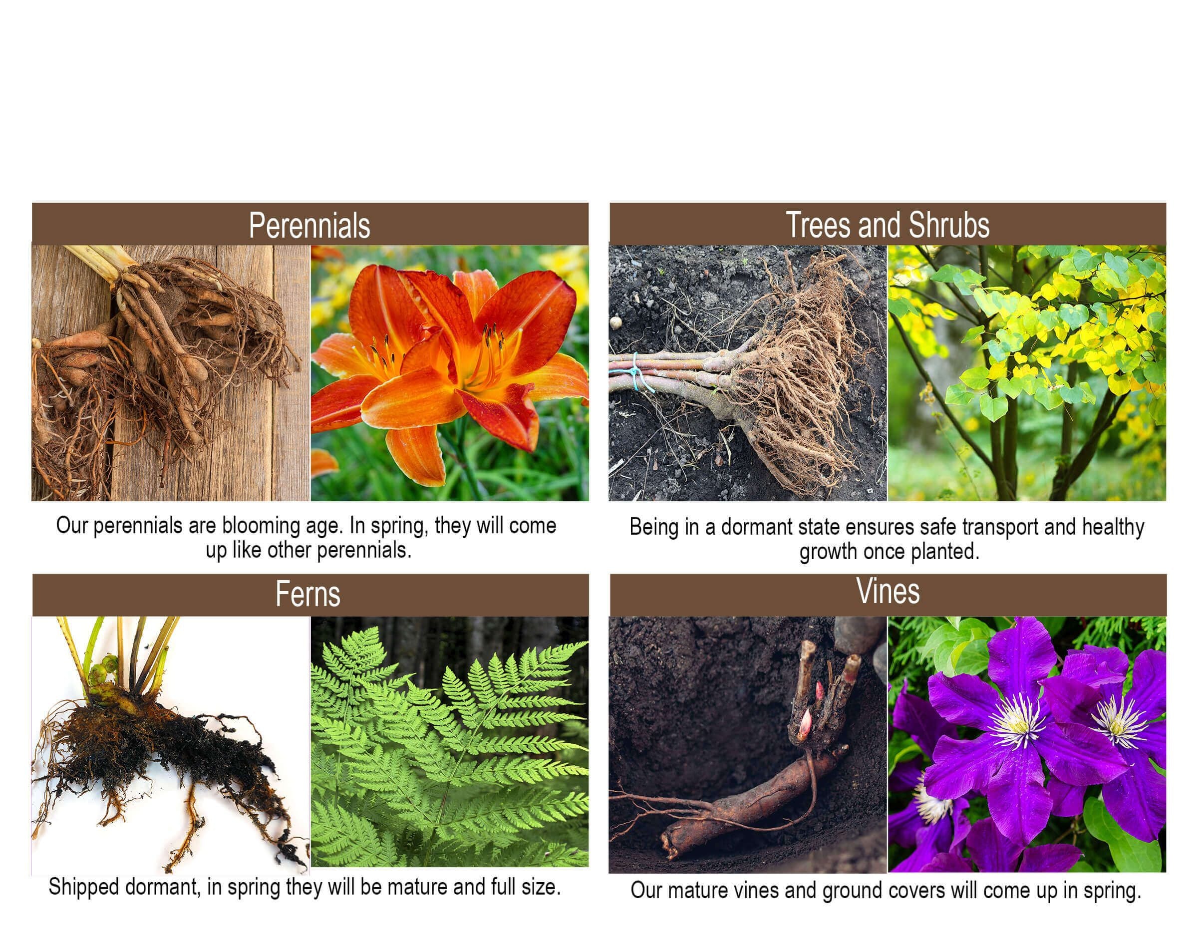 Images of perennials, trees and shrubs, ferns, and vines with descriptive text on a white background.