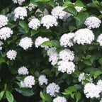 Shop Viburnum Dentatum Shrub online at TN Nursery