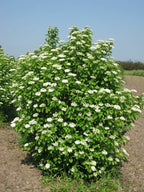 Buy 1 get 1 free sale on Viburnum Dentatum Shrub online at TN Nursery