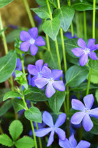 Shop buy 1 get 1 free sale on Vinca Minor Vine online at TN Nursery