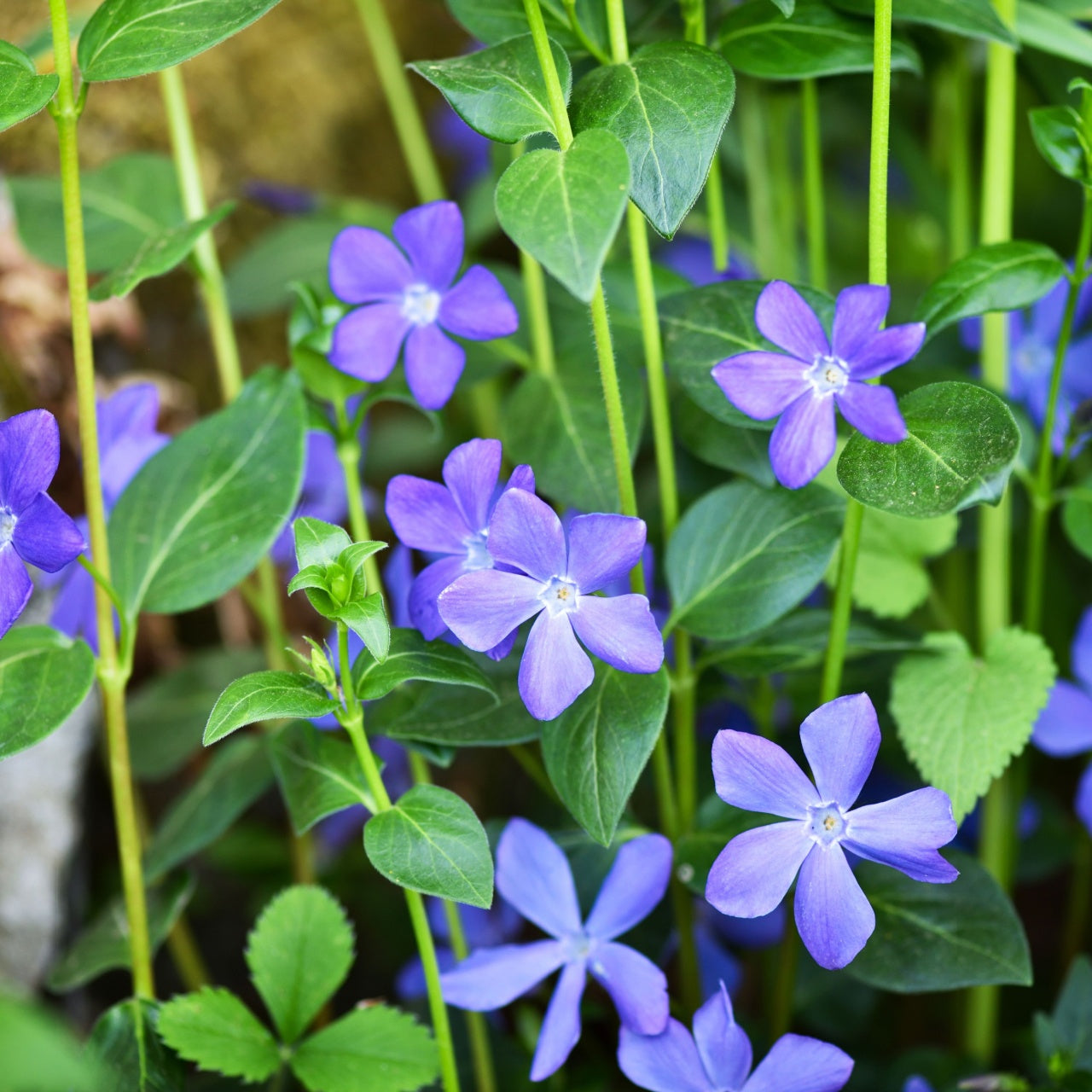 Buy 1 get 1 free sale on Vinca Minor Vine online at TN Nursery