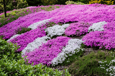 Creeping Phlox groundcover with dense pink and white flowers creating a vibrant spring carpet in the garden – Phlox subulata from TN Nursery.