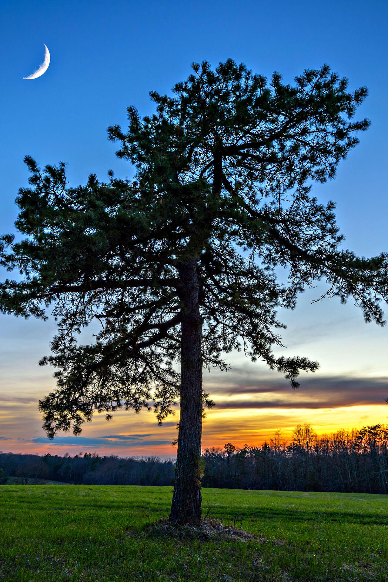 Virginia Pine Tree with a natural background.