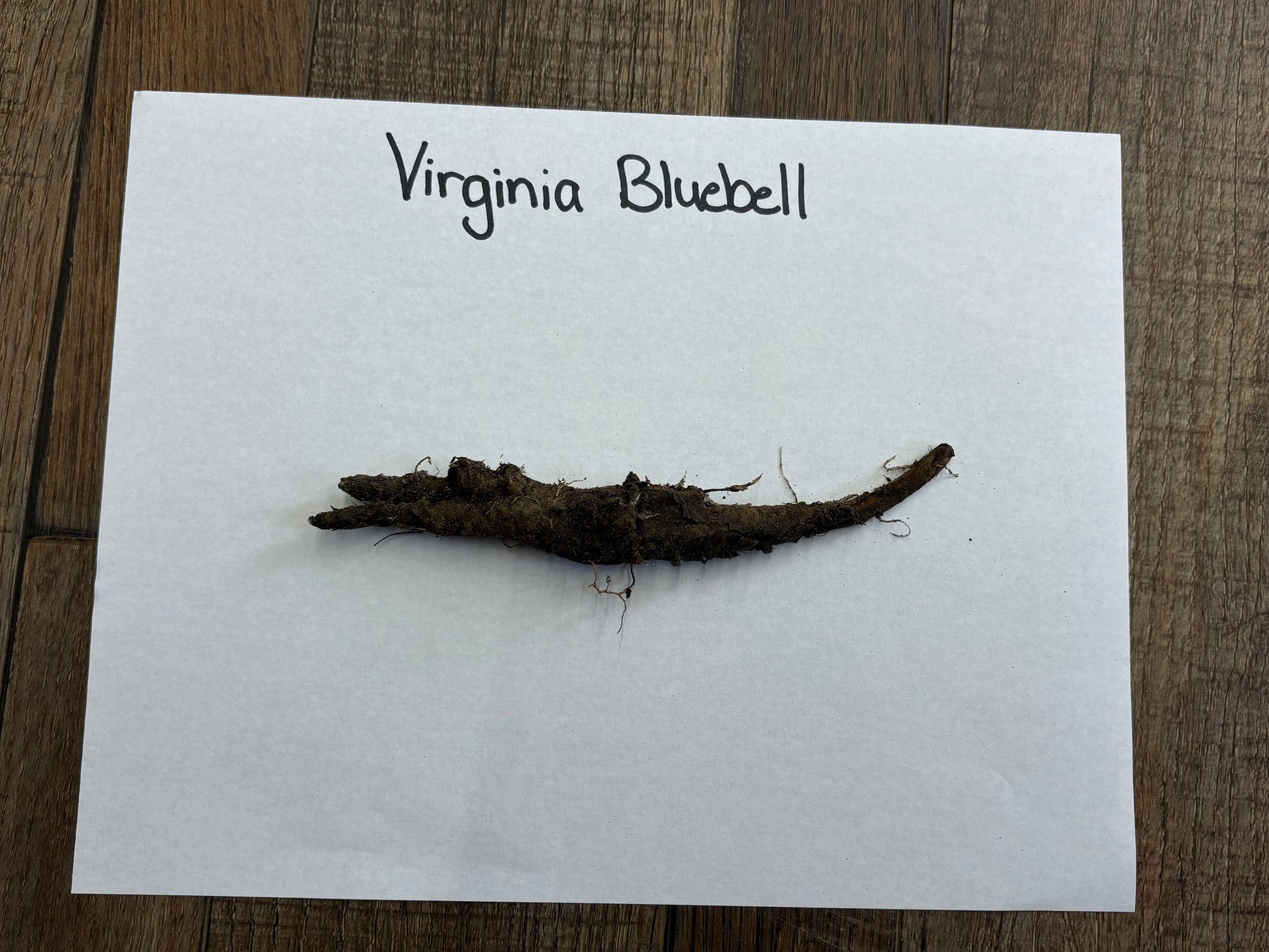 Root-like object labeled 'Virginia Bluebell' on a white card with a wooden surface background