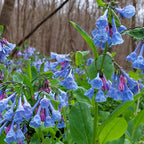Shop Virginia Bluebell online at TN Nursery