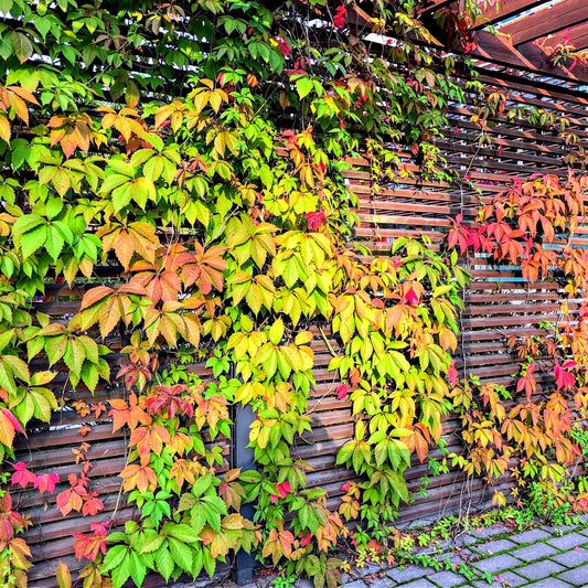 Colorful Virginia creeper leaves on a wooden wall