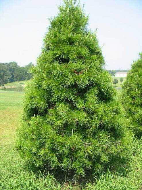 Shop sale on Virginia Pine Seedlings online at TN Nursery 