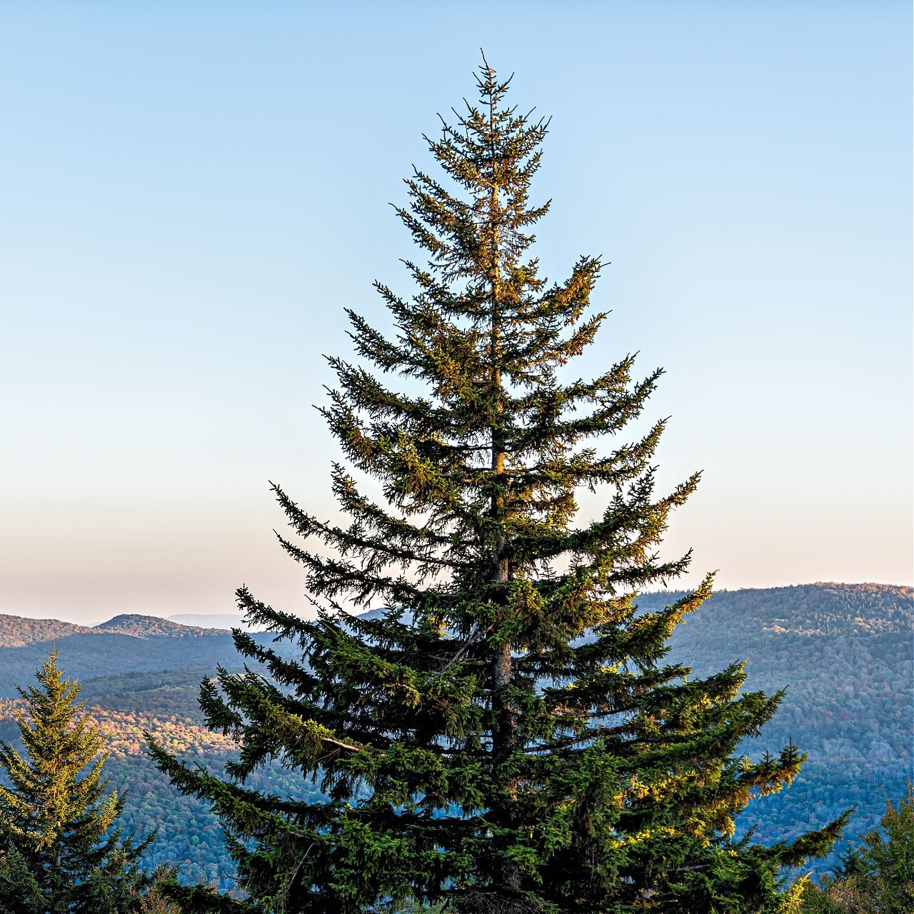 Buy Virginia Pine Trees Wholesale - Tennessee Wholesale Nursery