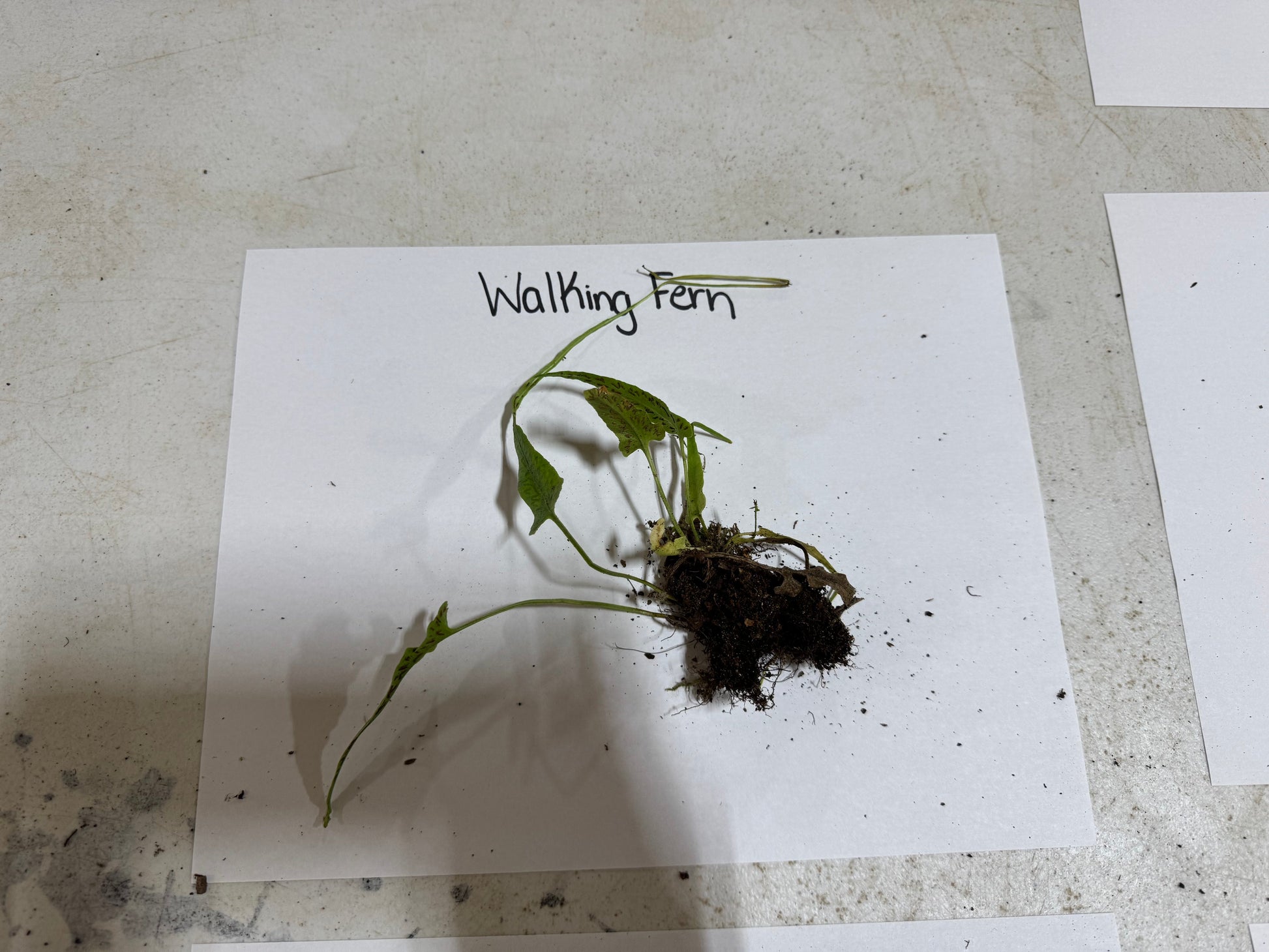Small plant labeled 'Walking Fern' on a white sheet of paper with a concrete floor background.