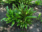 Buy 1 get 1 free sale on Walking Fern online at TN Nursery 