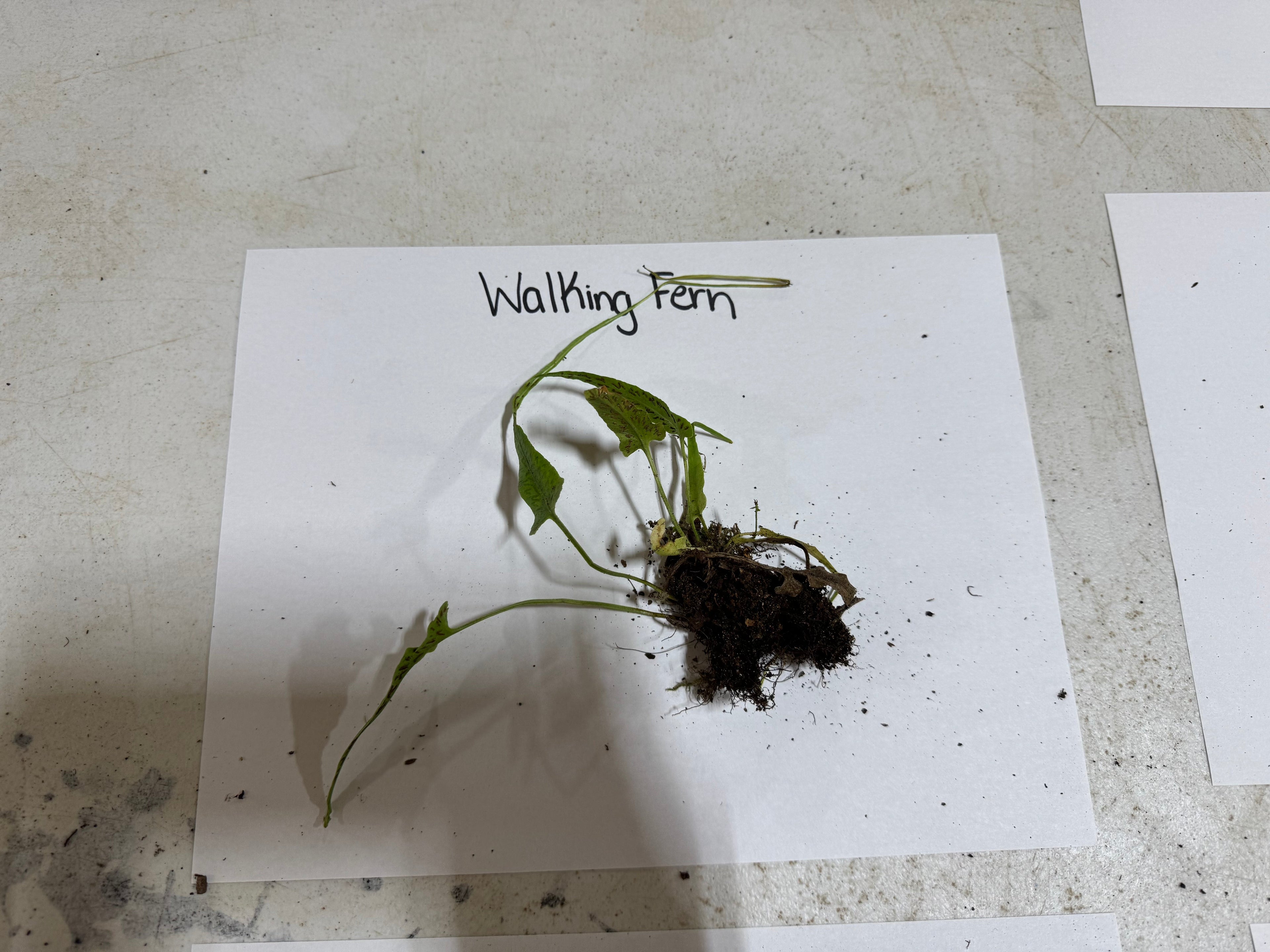 Small plant labeled 'Walking Fern' on a white sheet of paper with a concrete floor background.