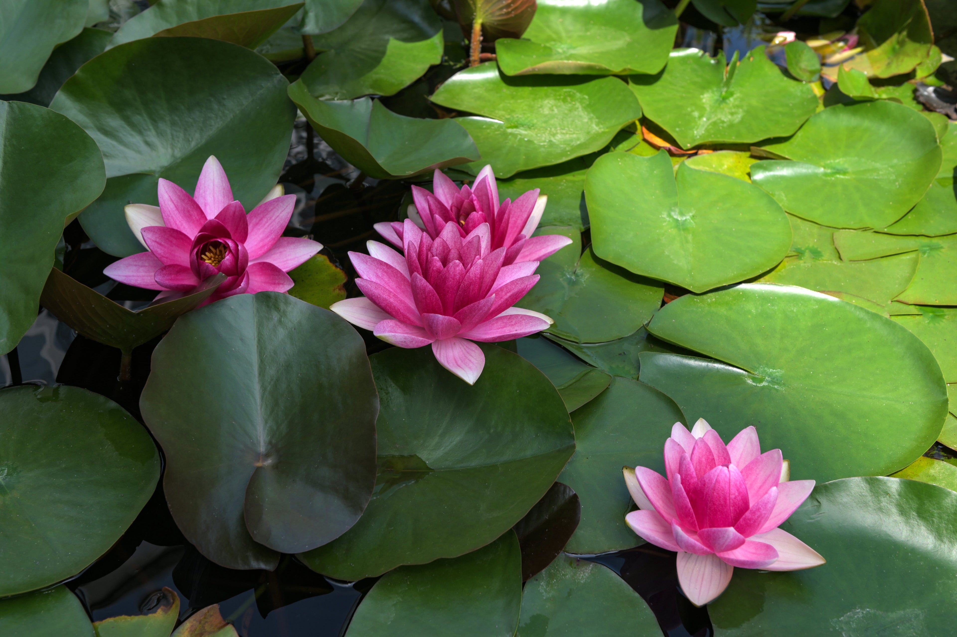 Buy 1 get 1 free sale on Water Lily Plant online at TN Nursery 