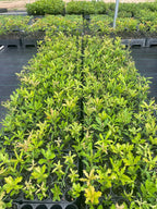 Shop Water Oak Seedlings online at TN Nursery