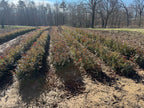 Buy Water Oak Seedlings - TN Nursery