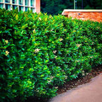 Shop Wax Leaf Privet Shrub online at TN Nursery