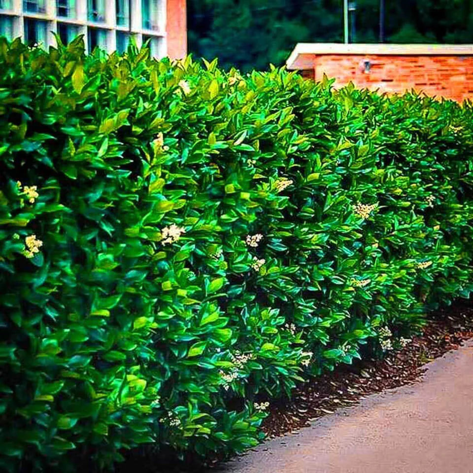 Shop Wax Leaf Privet Shrub online at TN Nursery