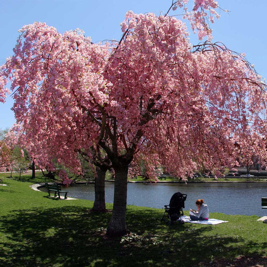 A weeping cherry tree with pink blossoms hanging over a grassy bank next to a body of water, with a person seated on a blanket under the tree.