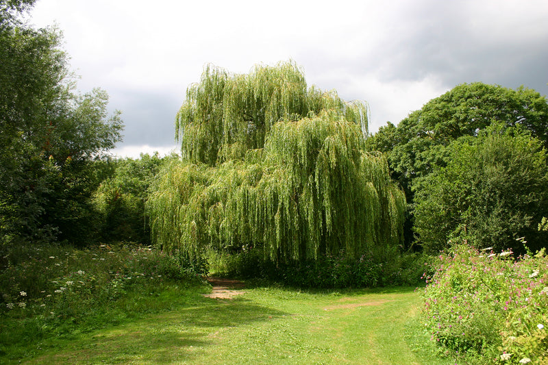 Shop Weeping Willow Tree online at TN Nursery