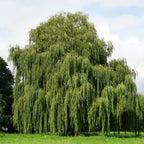 Shop sale on Weeping Willow Tree online at TN Nursery