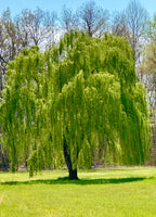 Buy 1 get 1 free sale on Weeping Willow Tree online at TN Nursery