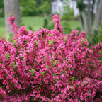 Shop sale on Weigela Shrub Collection at TN Nursery