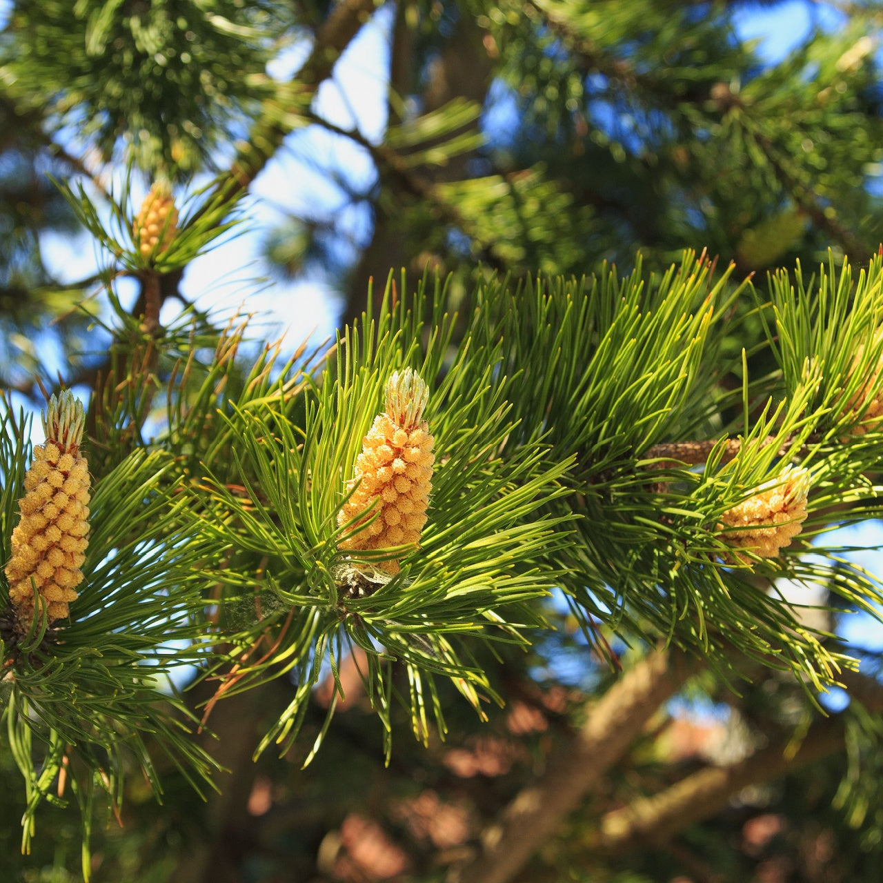 Pine Cones hanging from a tree