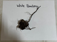 White Baneberry plant on a white background with handwritten text
