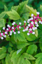 Buy 1 get 1 free sale on White Baneberry online at TN Nursery