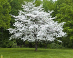 Buy White Dogwood Seedlings online at TN Nursery