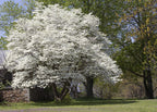 Shop White Dogwood Tree online at TN Nursery