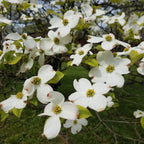 Buy 1 get 1 free sale on White Dogwood Tree online at TN Nursery