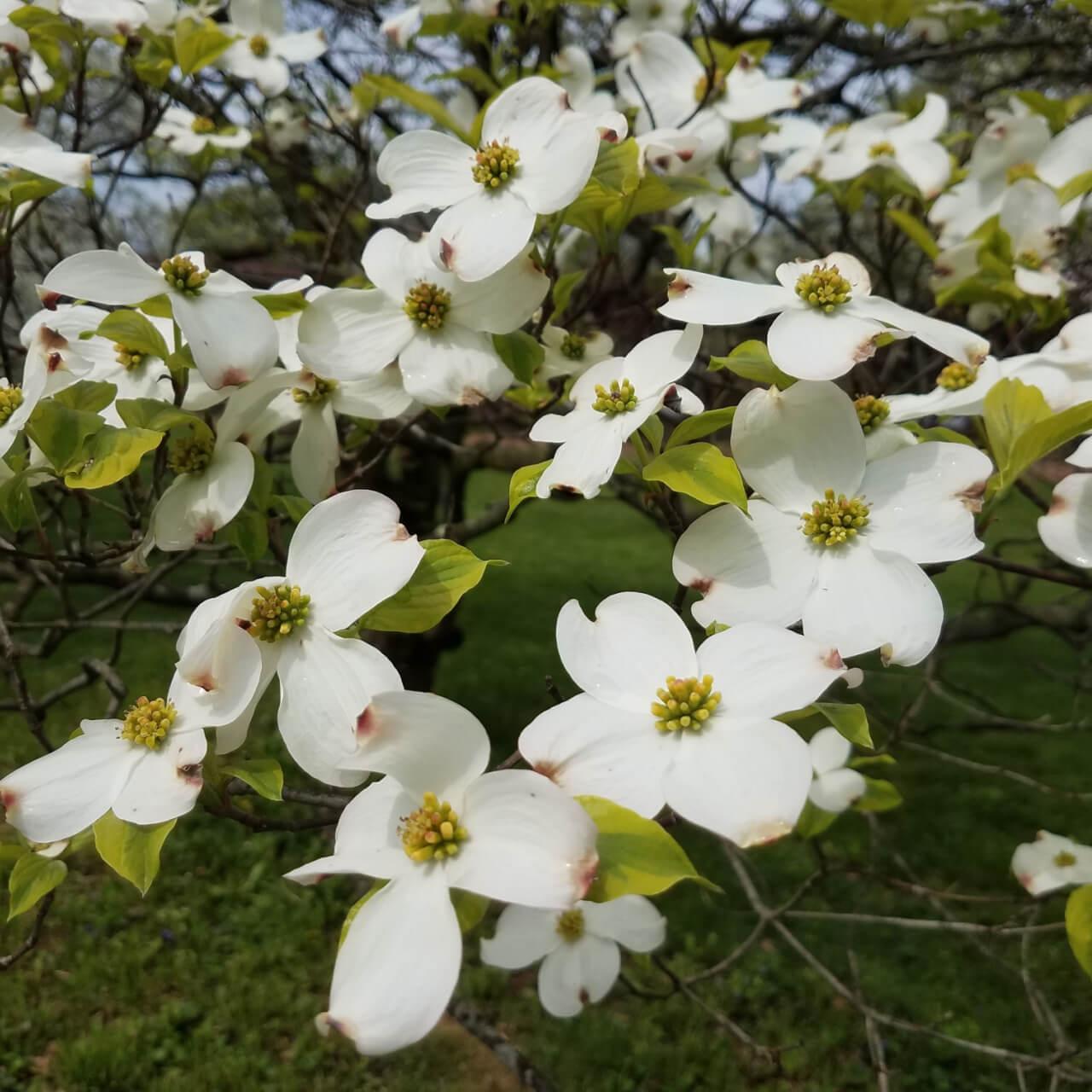 Buy 1 get 1 free sale on White Dogwood Tree online at TN Nursery