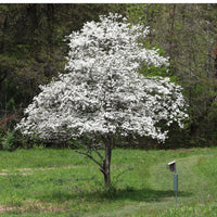 A White Dogwood Tree with a sign on the side, displaying green leaves and white flowers, located in a garden or outdoor setting.
