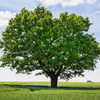 Shop White Oak Tree online at TN Nursery