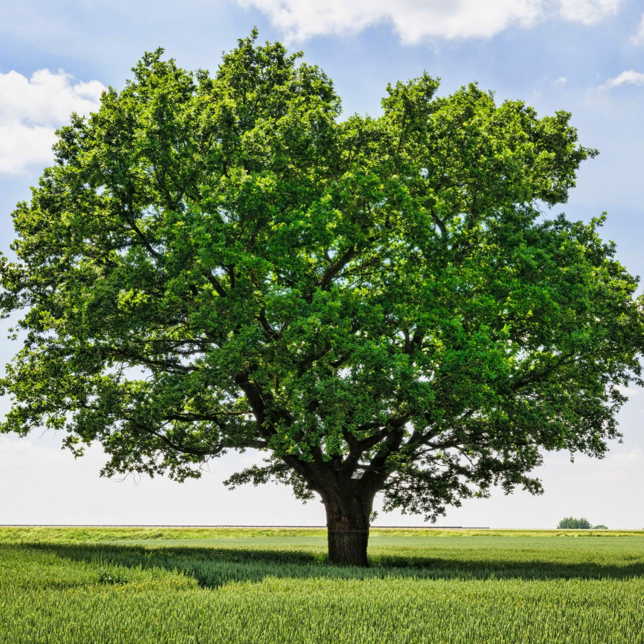 Shop White Oak Tree online at TN Nursery