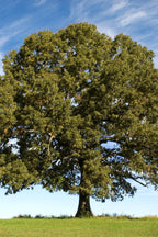 Buy 1 get 1 free sale on White Oak Tree online at TN Nursery