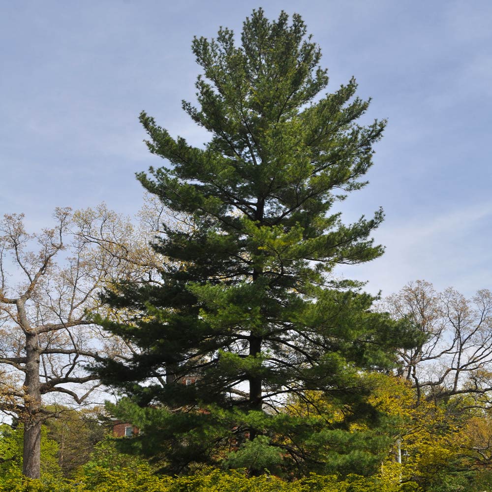 Shop sale on White Pine Tree online at TN Nursery 