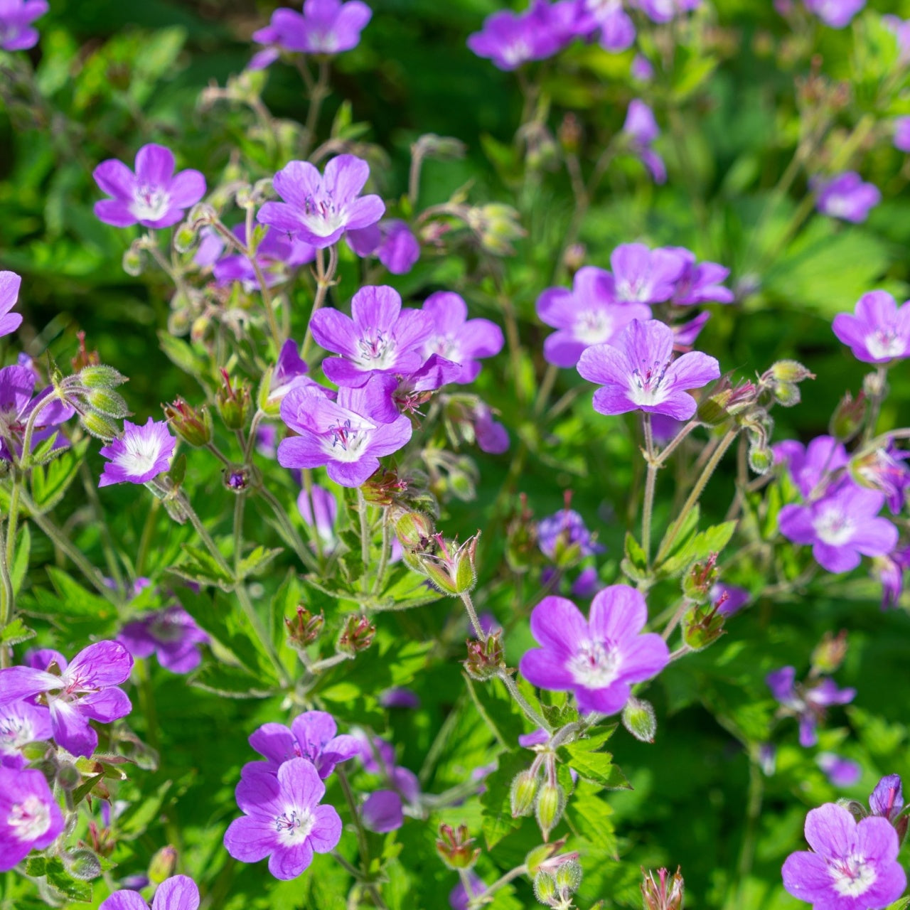 wild geranium Flowering Perennial