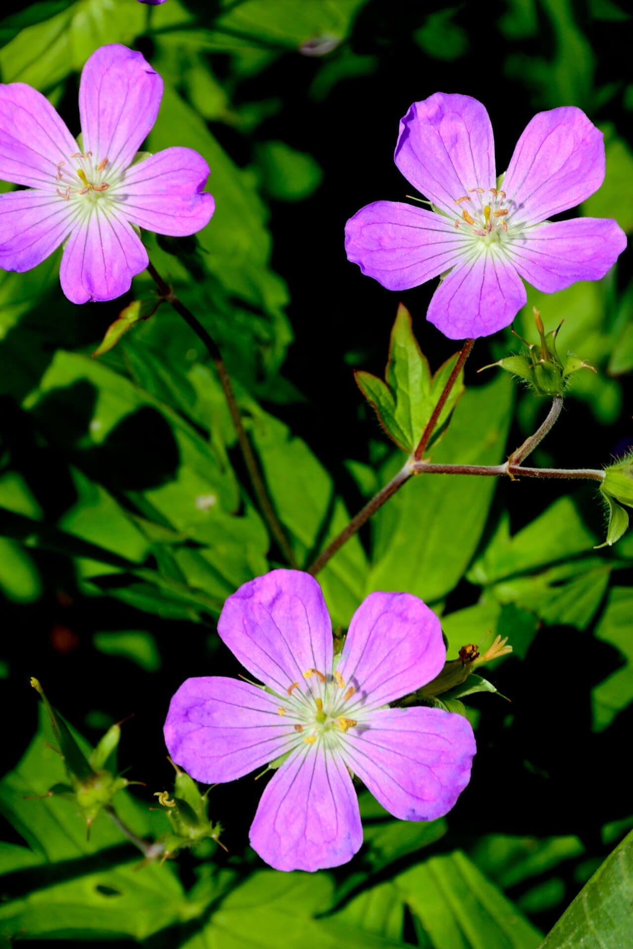 Shop buy 1 get 1 free sale on Wild Geranium Plant online at TN Nursery 