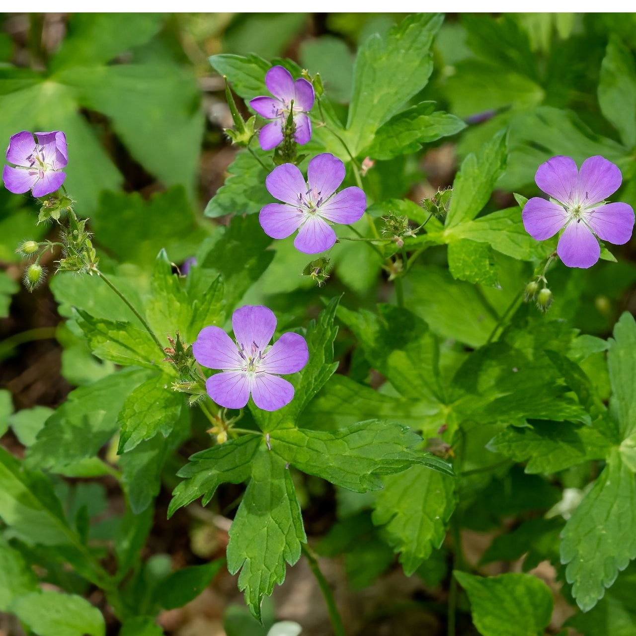 Buy 1 get 1 free sale on Wild Geranium Plant online at TN Nursery