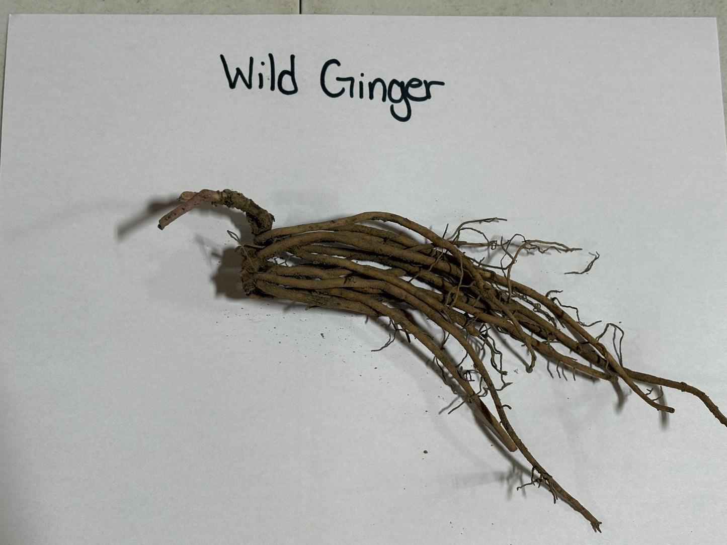 Wild ginger root on a white background with 'Wild Ginger' text above.