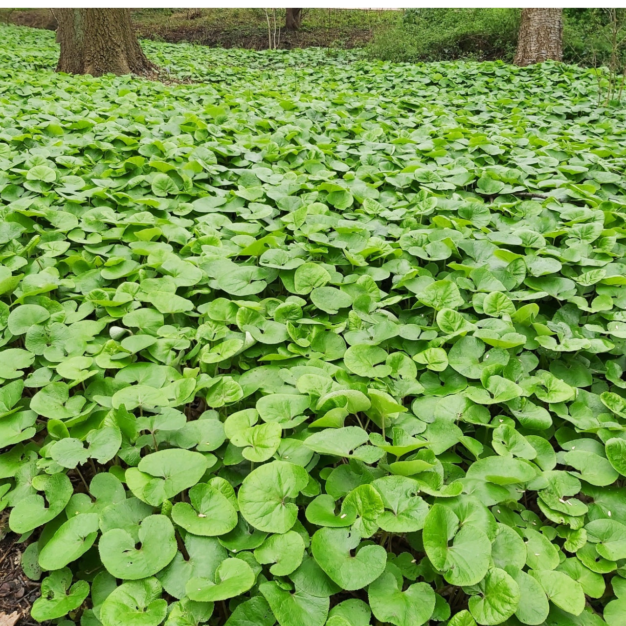 Shop Wild Ginger Plant online at TN Nursery