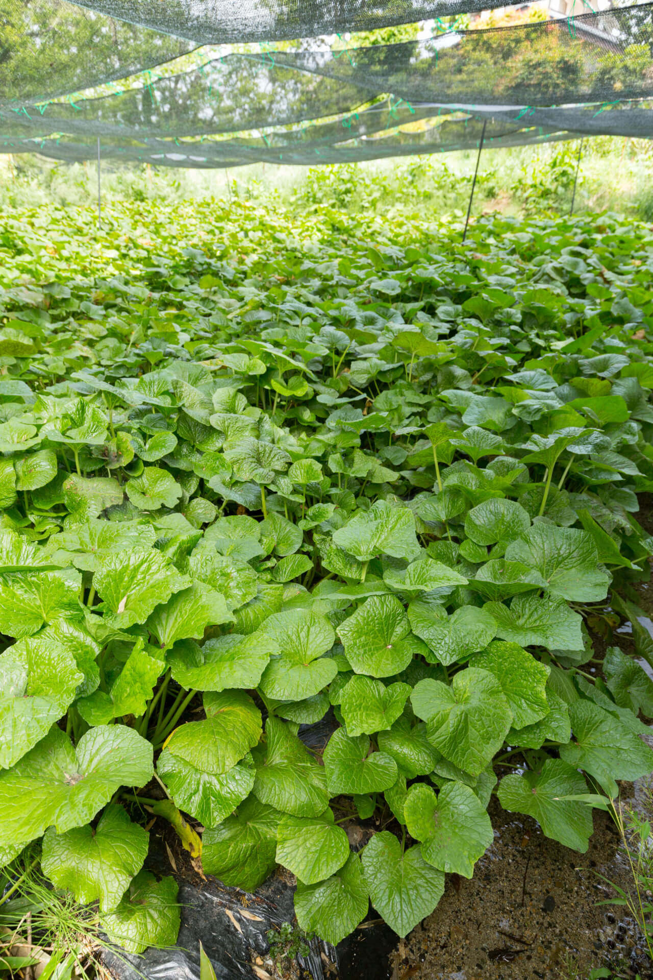 Shop sale on Wild Ginger Plant online at TN Nursery