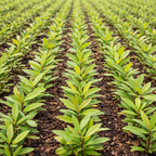 Shop Willow Oak Seedlings online at TN Nursery