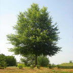 Buy Willow Oak Seedlings online at TN Nursery