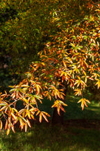 Shop sale on Willow Oak Seedlings online at TN Nursery