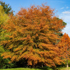 Shop Willow Oak Tree online at TN Nursery