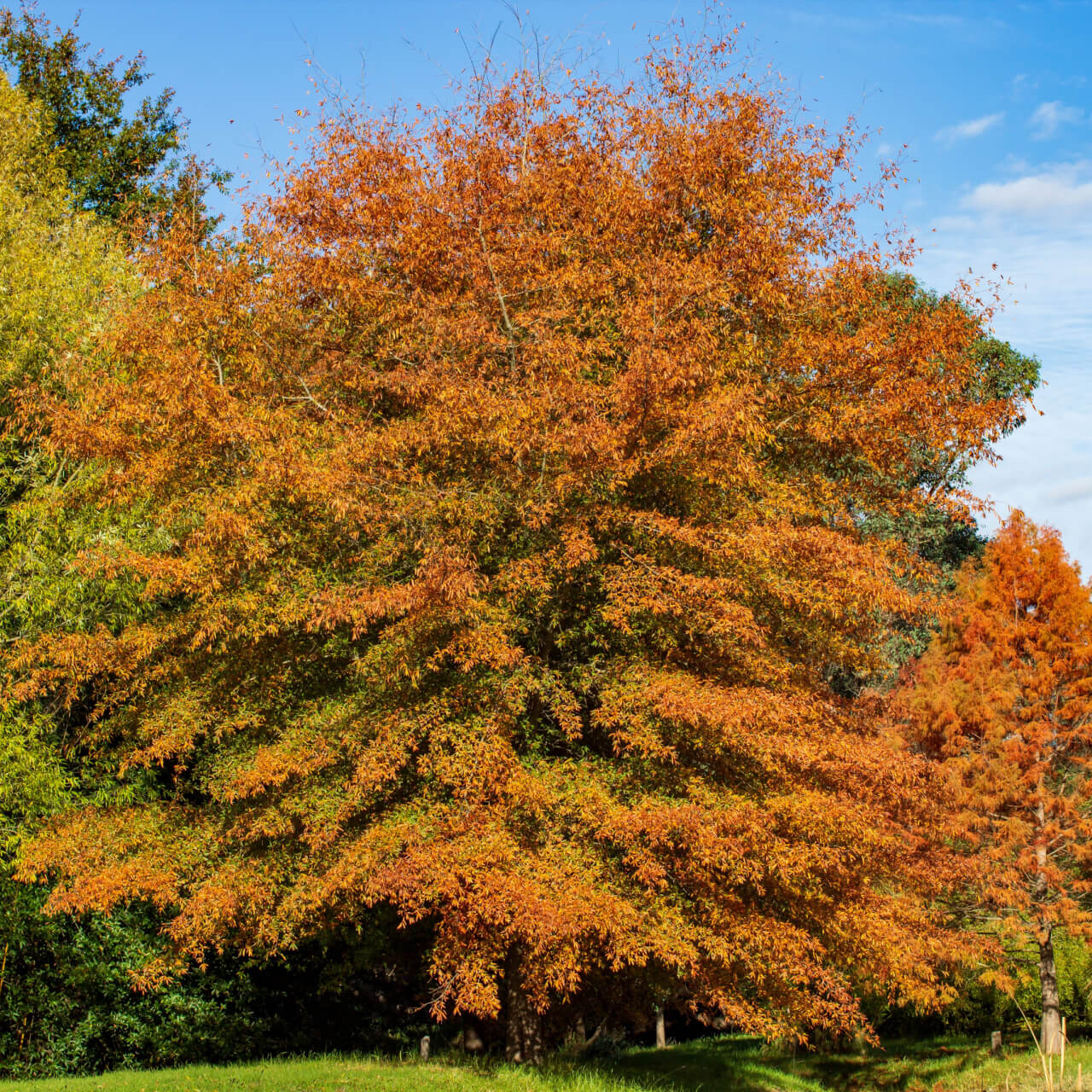 Shop Willow Oak Tree online at TN Nursery