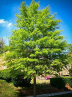 Buy 1 get 1 free sale on Willow Oak Tree online at TN Nursery